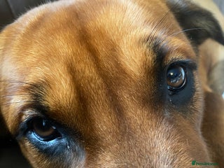 Mixed Breed dogs 8 month old Belgian/ Rottweiler - Advert 4