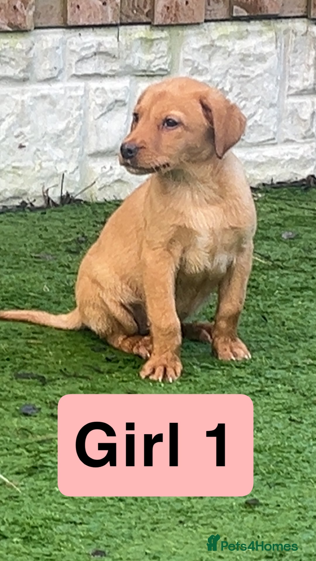 Labrador Retriever dogs for sale: Red Fox Labrador Puppies! ❗️ready now❗️ - Advert 3