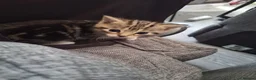 Mixed Breed cats for sale: 4 kittens looking for forever homes  - Advert 5