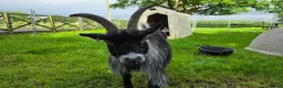 Goats livestock for sale: Three castrated male Pygmy goats in Penrith - Advert 8