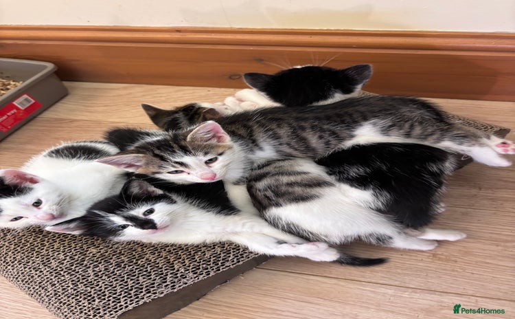 Mixed Breed cats - Advert 7