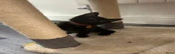 Mixed Breed cats for sale: 3 Boy Kittens British Mixed - Advert 8
