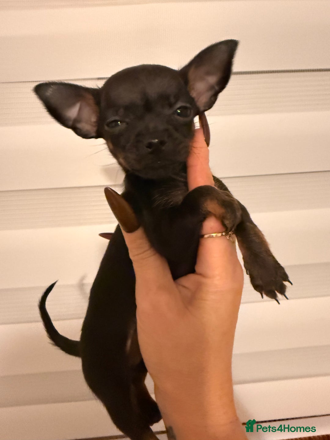 Chihuahua dogs for sale: ❣️❣️❣️Adorable Ci looking for forever home ❣️❣️ - Advert 5
