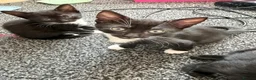 Mixed Breed cats for sale: 5 kittens for sale.  in Ashford - Advert 18