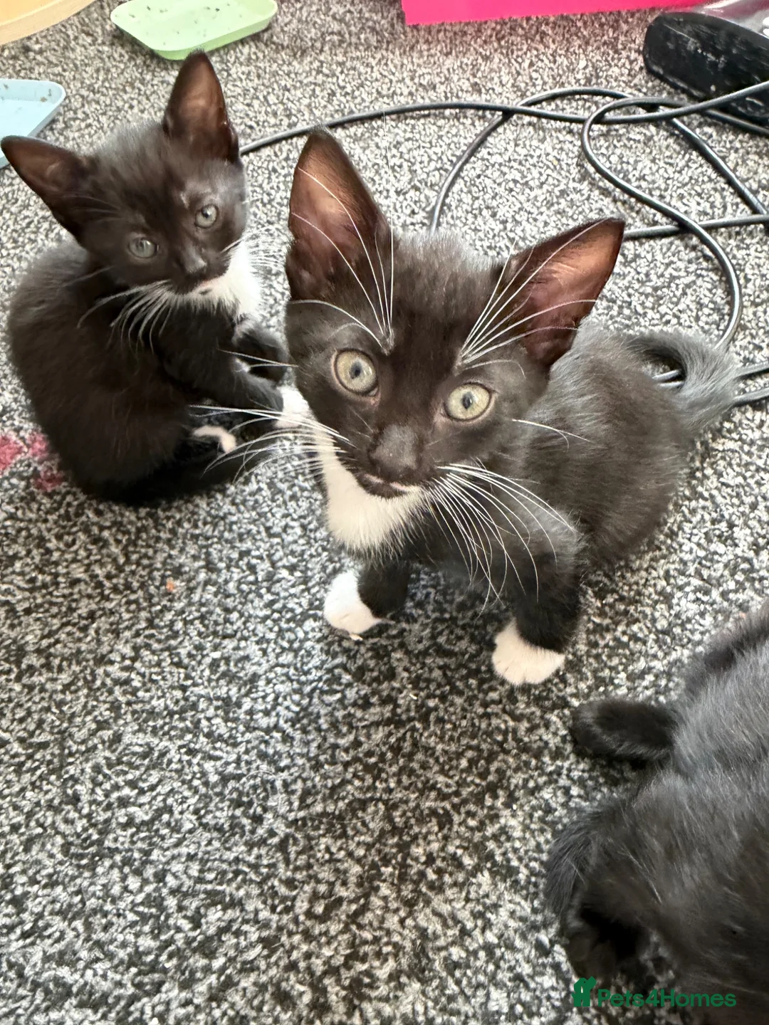 Mixed Breed cats for sale: 5 kittens for sale.  in Ashford - Advert 18