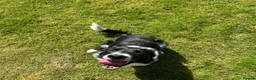 Border Collie dogs for sale: Mick  - Advert 6