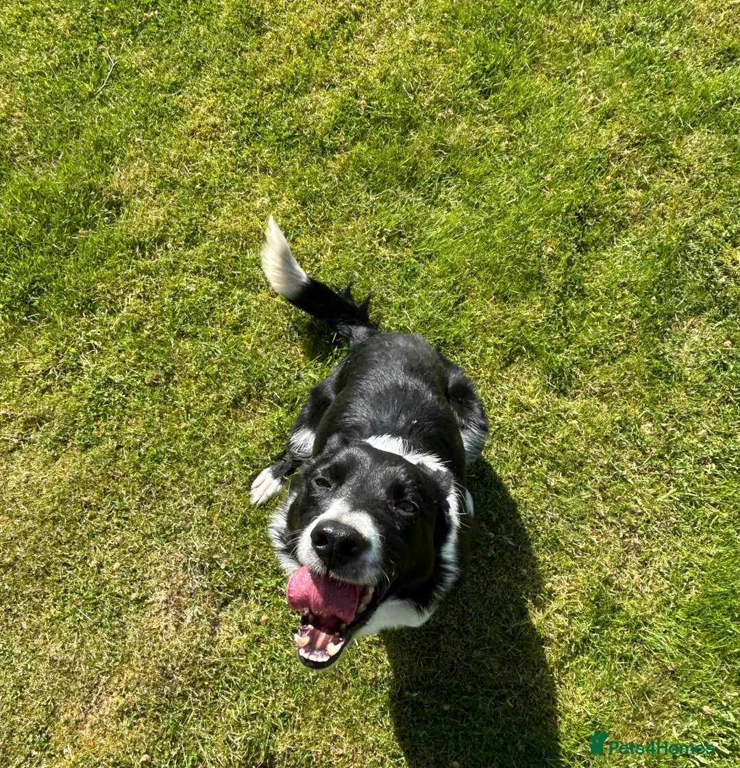 Border Collie dogs for sale: Mick  - Advert 6