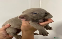Weimaraner dogs for sale: 2 boys/2 girls available  - Image 7