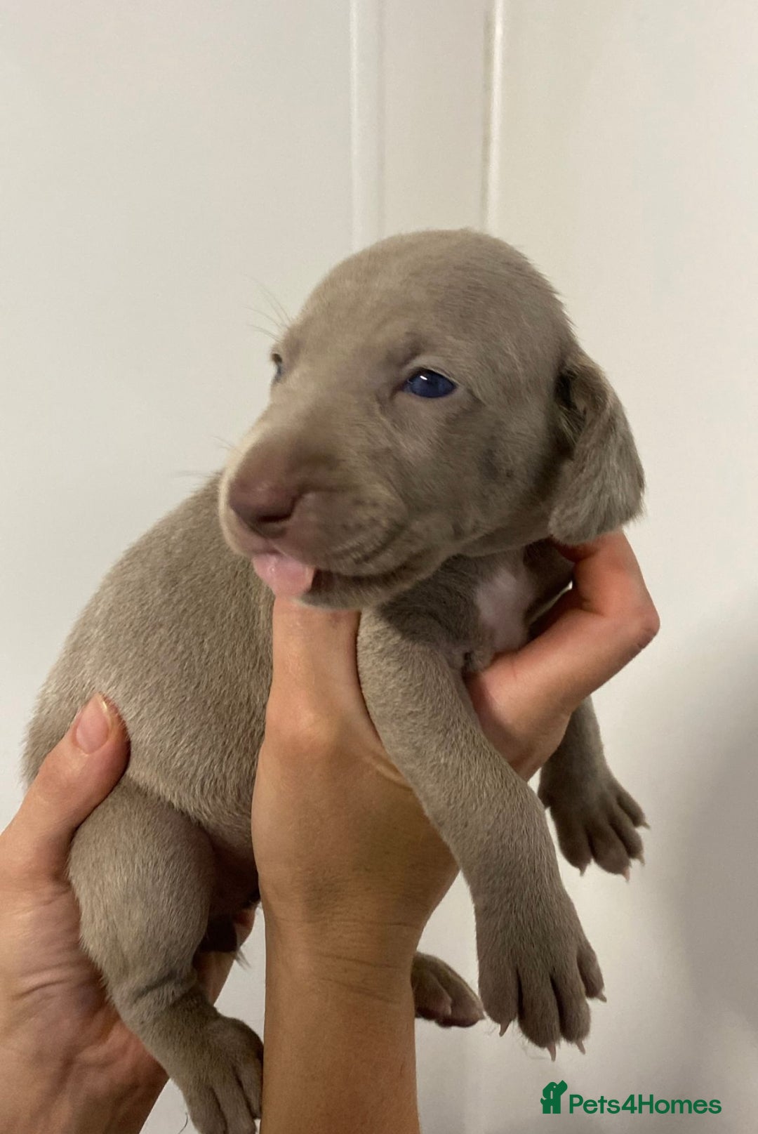 Weimaraner dogs for sale: 2 boys/2 girls available  - Image 7