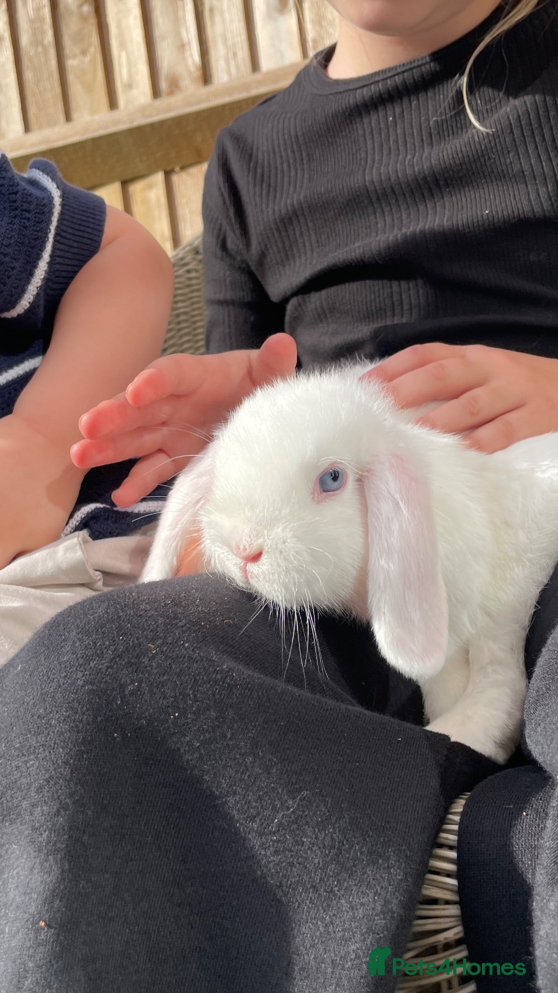 Mini Lop rabbits Beautiful mini lops for sale  - Advert 2