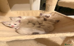 Ragdoll cats for sale: 5 beautiful GCCF Ragdoll kittens - Image 16