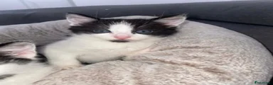 Domestic Shorthair 1