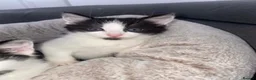 Domestic Shorthair cats for sale: Domestic short hair cats  - Advert 2