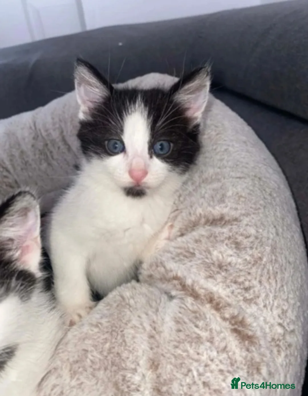 Domestic Shorthair cats for sale: Domestic short hair cats  - Advert 2