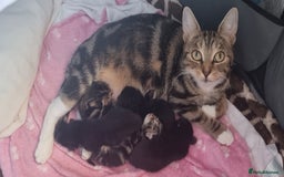 Sokoke cats for sale: Mixed-Breed African Sokoke × Turkish Van  - Image 1