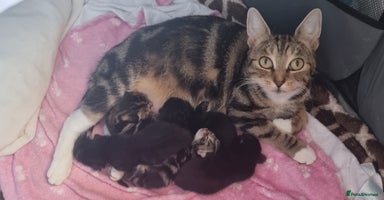 Sokoke cats - Advert 8