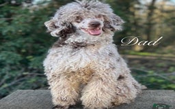Cockapoo dogs for sale: Beautiful Cockapoo puppies🐶 - Image 17