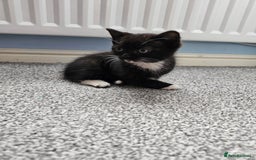 Ragdoll cats for sale: Adorable 9 Week Old Kittens - Litter Trained - Image 13