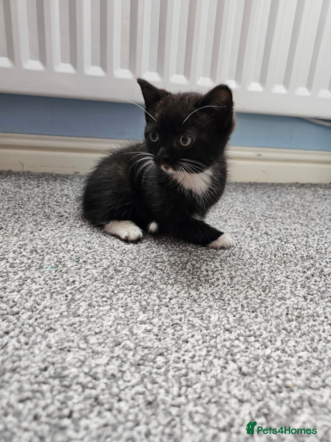 Ragdoll cats for sale: Adorable 9 Week Old Kittens - Litter Trained - Image 13