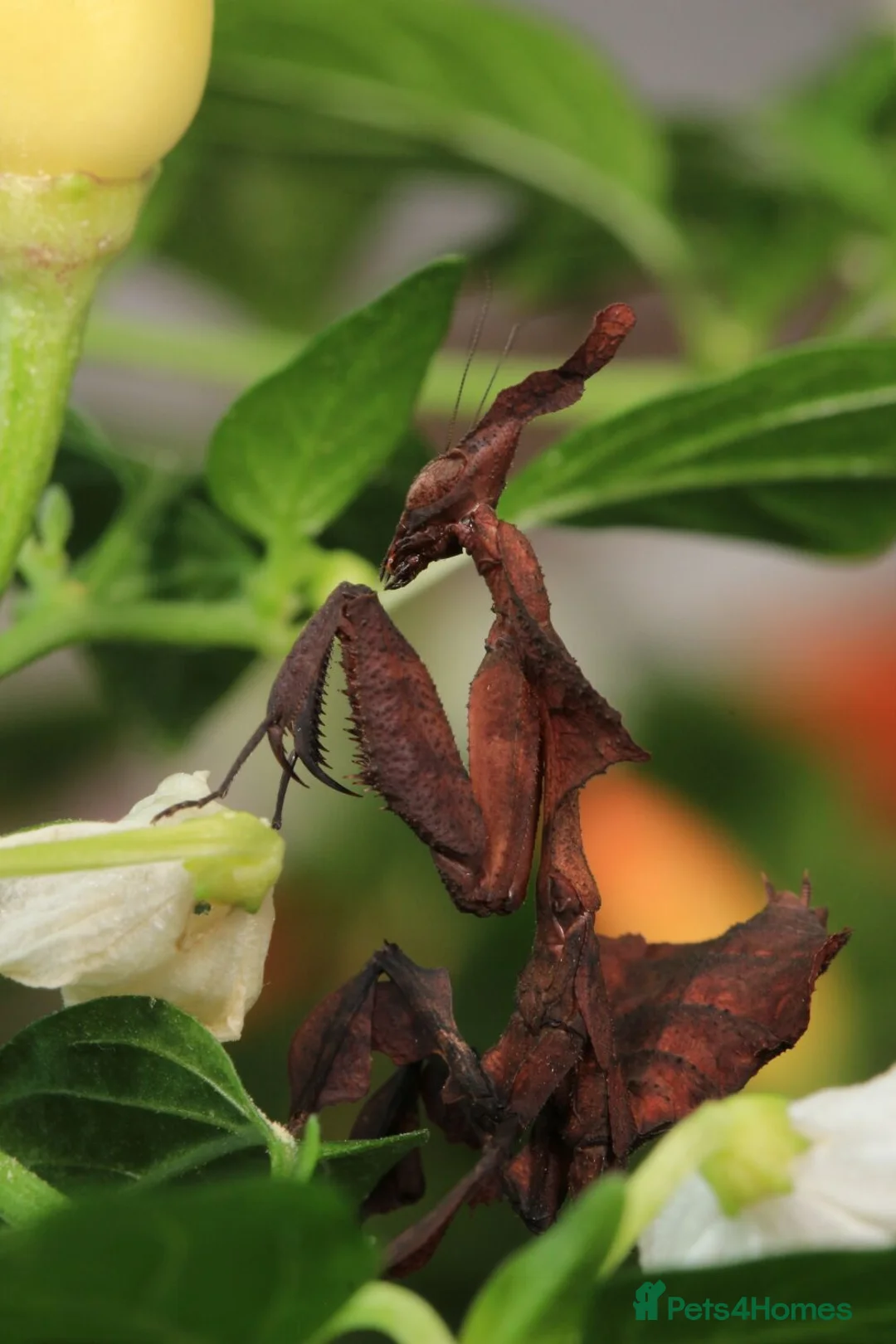 Praying Mantis invertebrates for sale: Ghost Mantis L1-L6 - Phyllocrania paradoxa - Advert 3