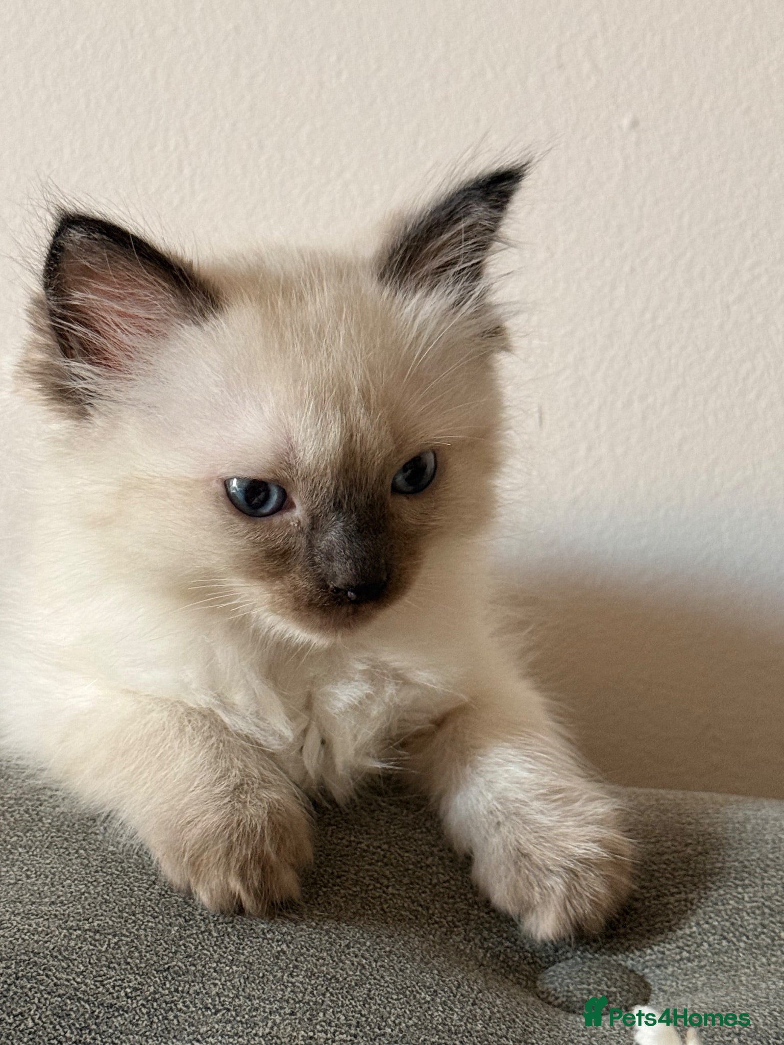 Ragdoll cats 5 stunning ragdolls babies ❤️ - Advert 1