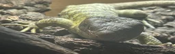 Skink reptiles for sale: Prehensile tailed skink - Advert 2