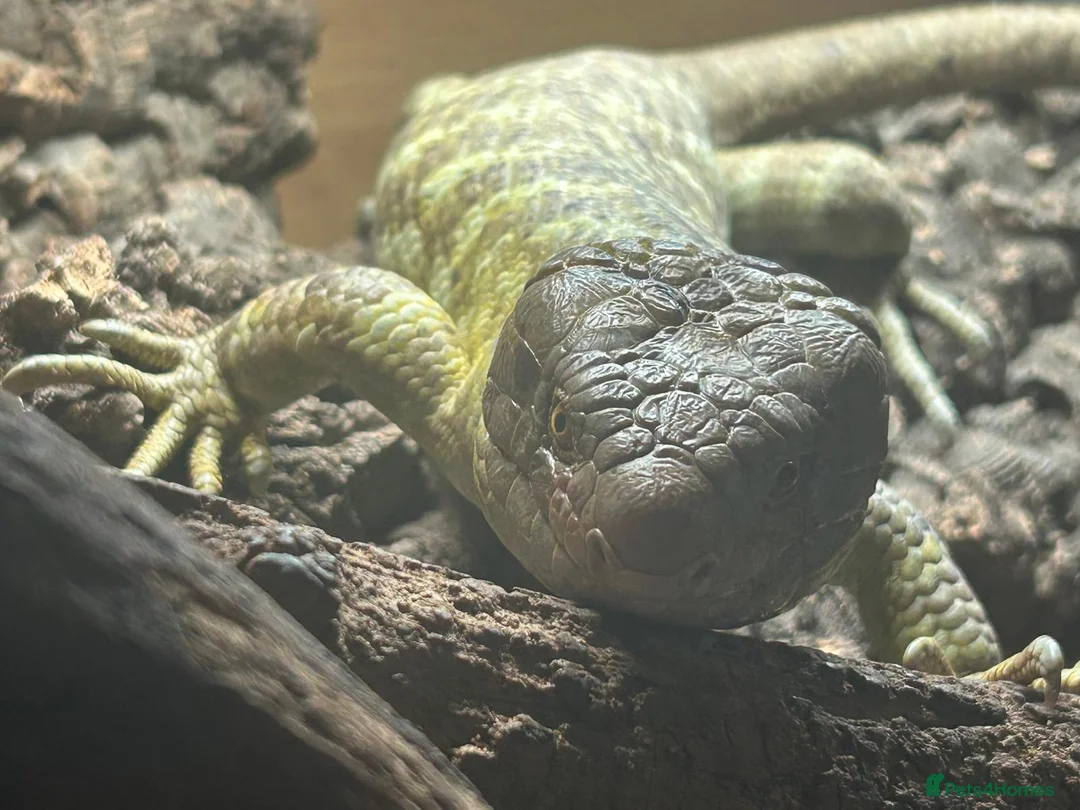 Skink reptiles for sale: Prehensile tailed skink - Advert 2