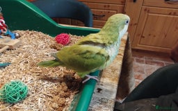 Parrots birds for sale: Hand reared Quaker and Conure chicks - Image 21