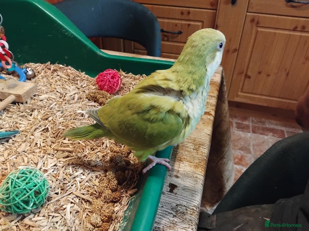 Parrots birds for sale: Hand reared Quaker and Conure chicks - Image 21