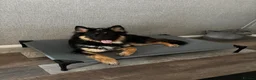 German Shepherd dogs for sale: German shepherd  in Nottingham - Advert 3