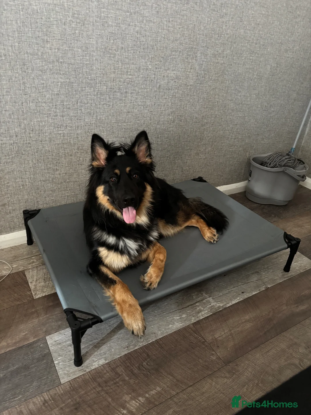 German Shepherd dogs for sale: German shepherd  in Nottingham - Advert 3