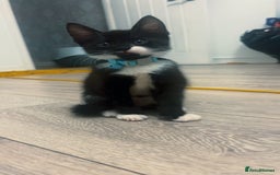 Brazilian Shorthair cats for sale: Beautiful kittens  - Image 3
