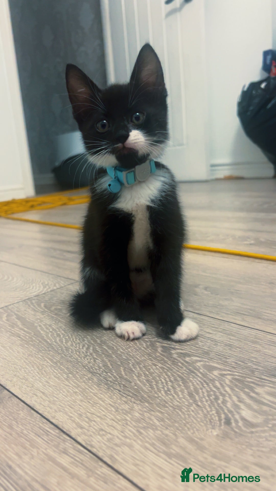 Brazilian Shorthair cats for sale: Beautiful kittens  - Image 3