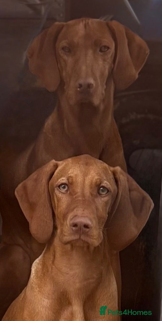 Hungarian Vizsla dogs Kc registered champion bred Hungarian Vizsla - Advert 3