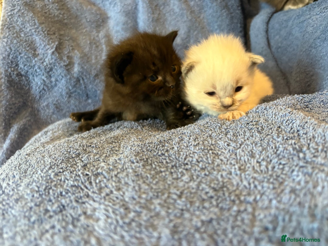 Ragdoll cats for sale: 🐾 Adorable Ragdoll x Maine Coon Kittens 🐾 - Image 5