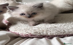 Ragdoll cats for sale: Pure breed ragdolls - Image 22