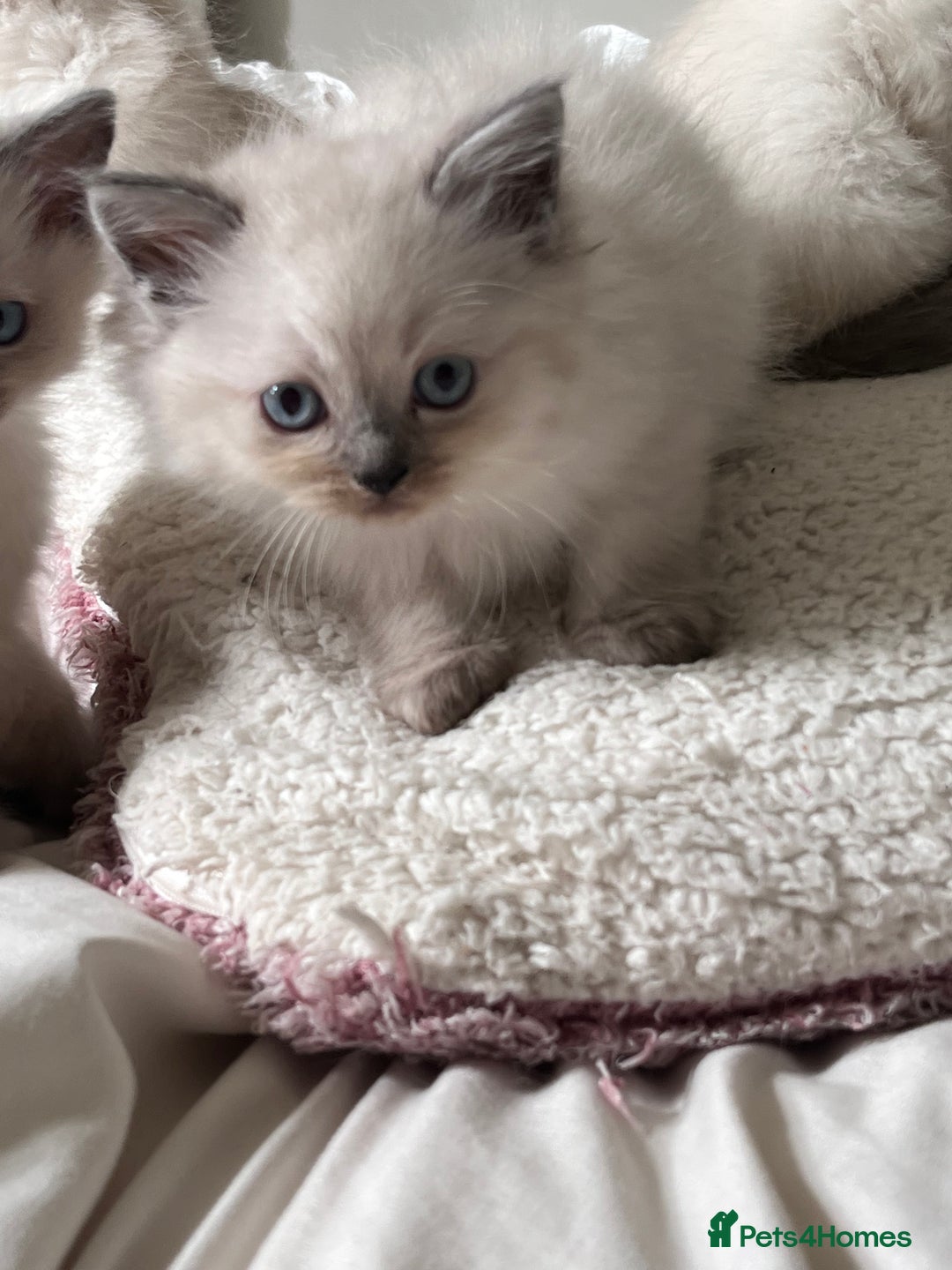 Ragdoll cats for sale: Pure breed ragdolls - Image 22
