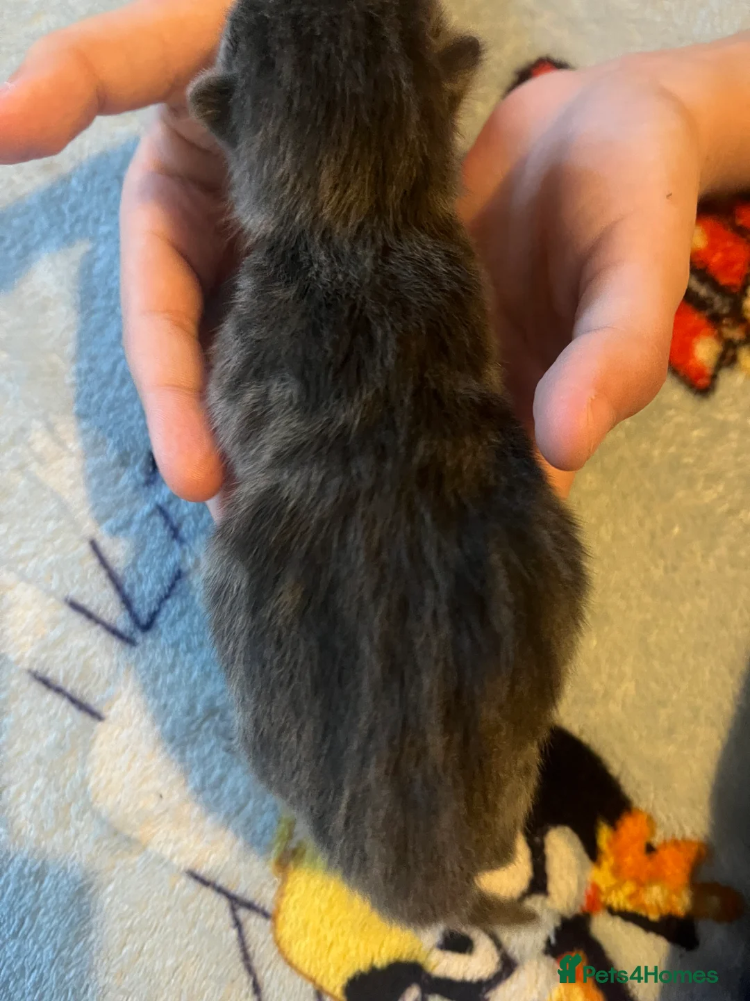 Mixed Breed cats for sale: Amber Bengal X shorthaired Black kittens in Cambridge - Advert 10