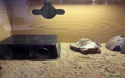 Leopard Gecko reptiles for sale: Leopard gecko  - Image 5