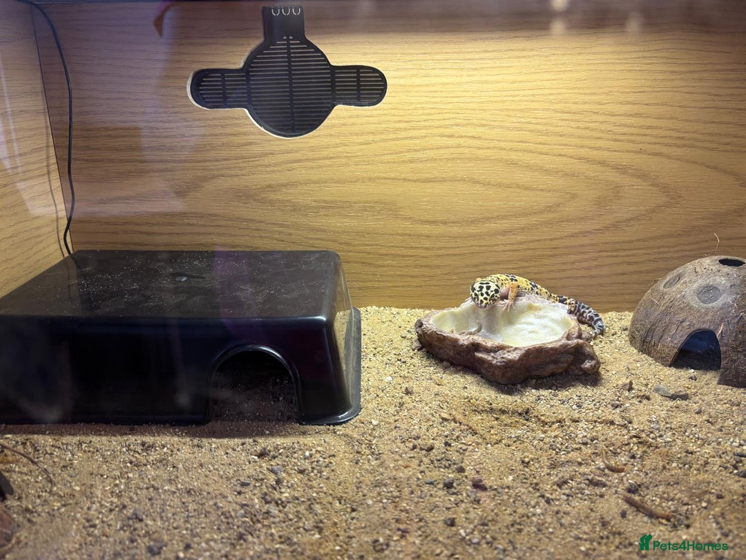 Leopard Gecko reptiles for sale: Leopard gecko  - Image 5