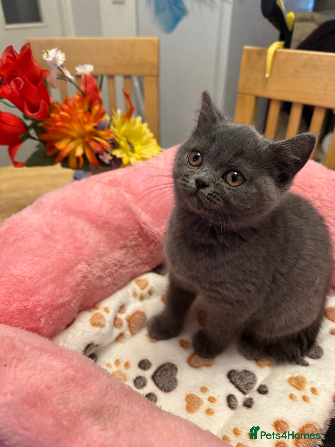 British Shorthair cats for sale: British Shorthair Blues - Advert 8