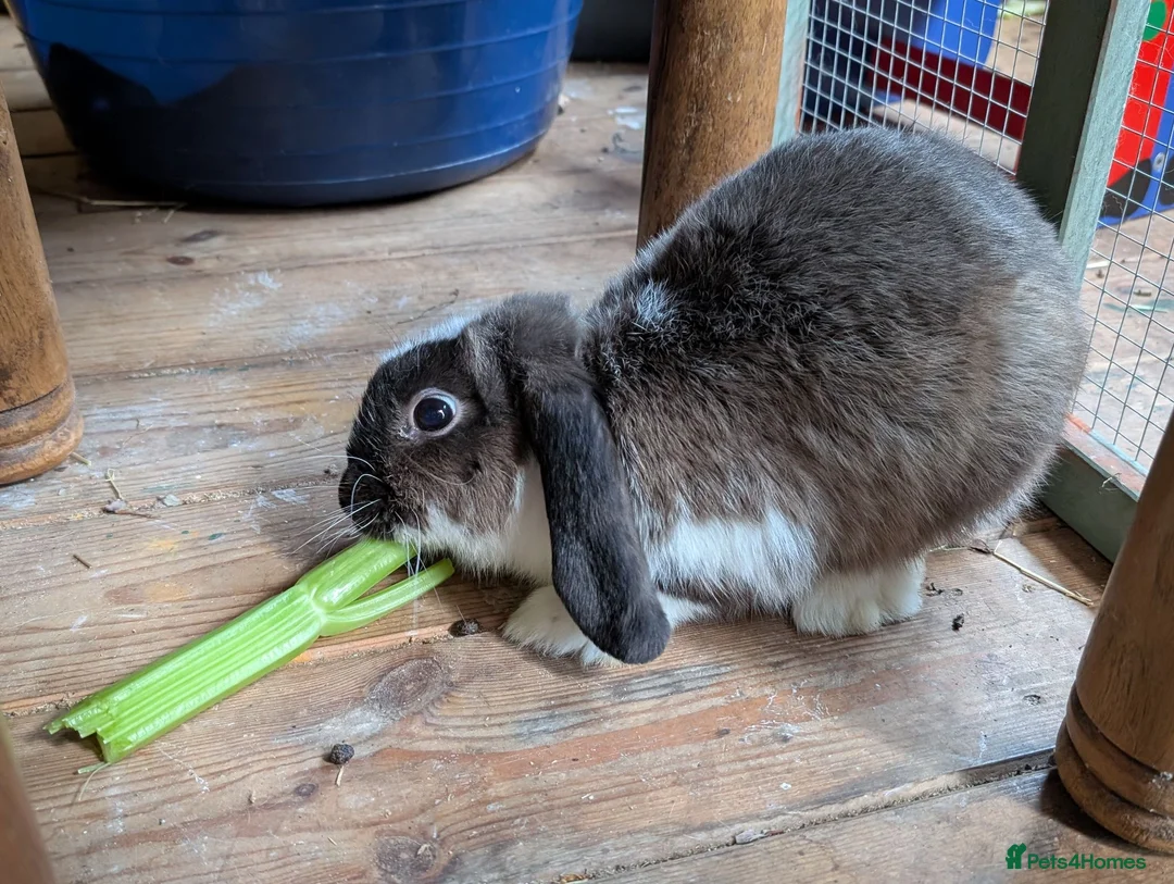 English Lop rabbits for sale: Lovely lop rabbits for sale in Melton Mowbray - Advert 2