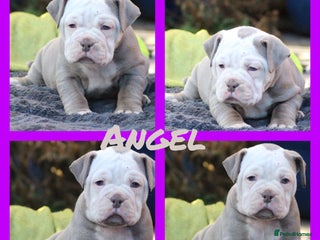 Olde English Bulldogge dogs 🩷Quality olde English ready now 🩷 - Advert 2