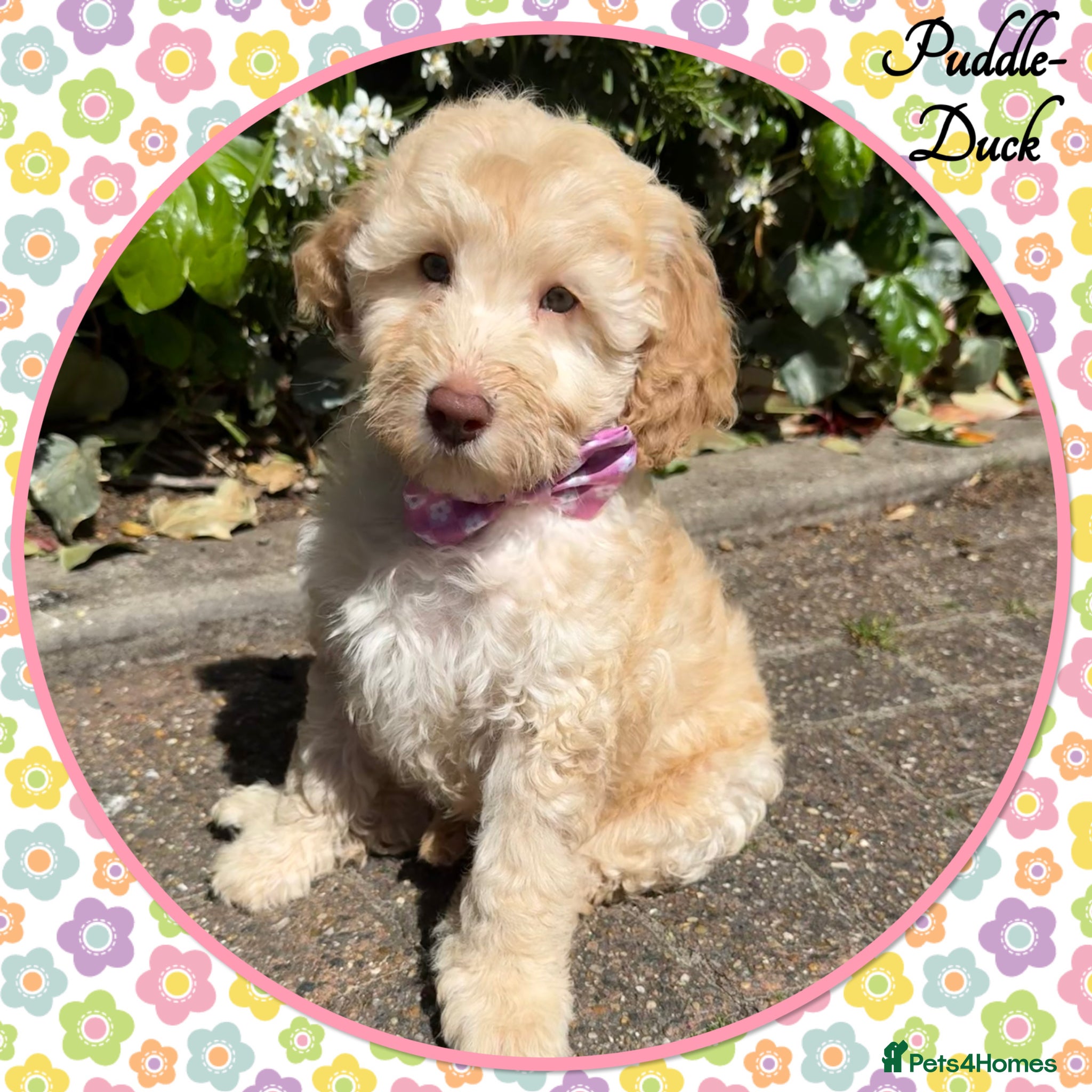Labradoodle dogs 🌈READY NOW/THERAPY/ASSISTANCE PUPS IN TRAINING🌈 - Advert 2