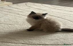 Ragdoll cats for sale: Seal Ragdoll kitten  - Image 2