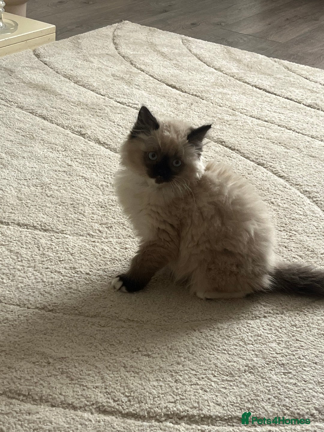 Ragdoll cats for sale: Seal Ragdoll kitten  - Image 2