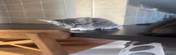 Mixed Breed cats for sale: Gorgeous Kittens  - Advert 11