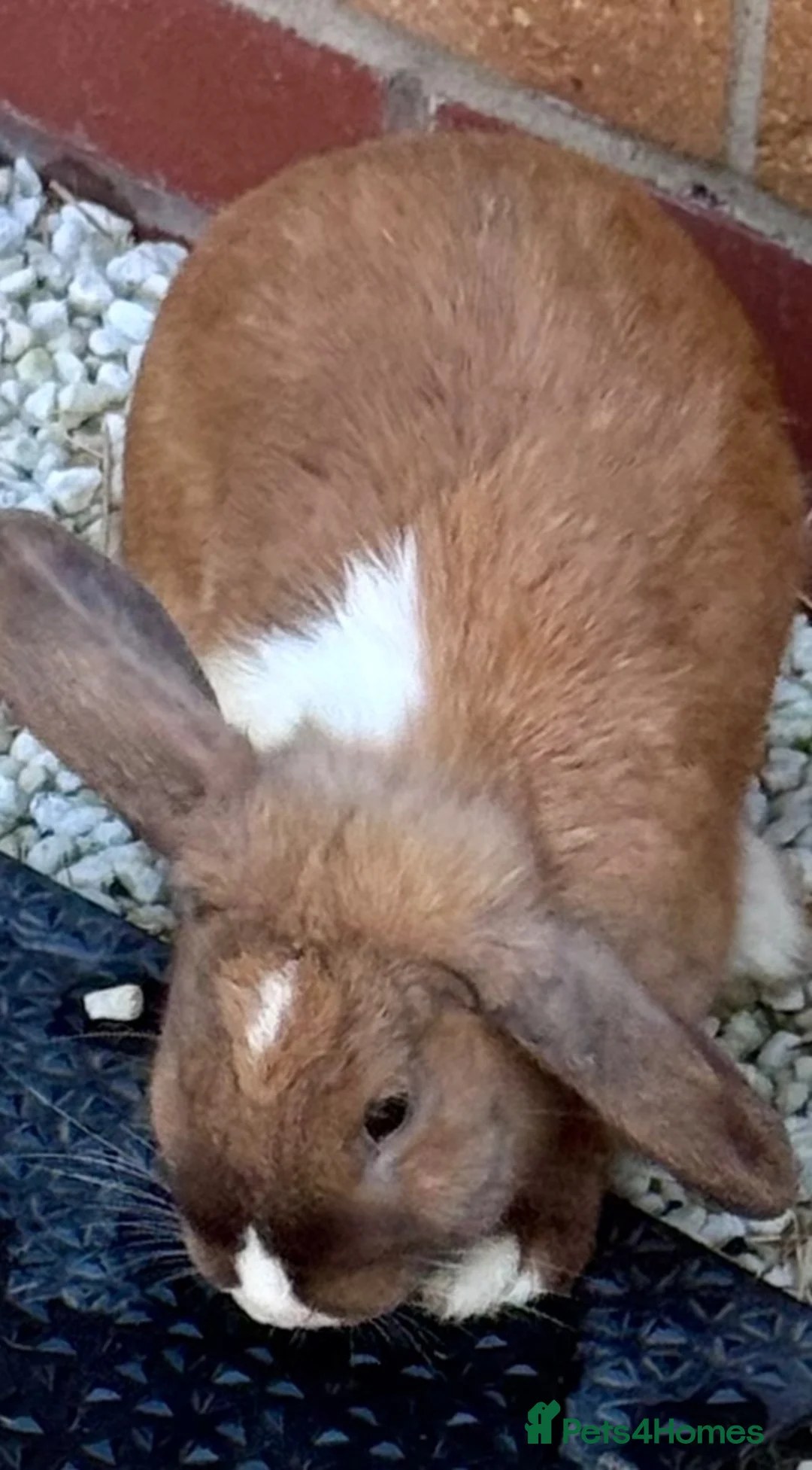 Mini Lop rabbits for sale: Lovely mini lop doe  - Advert 3