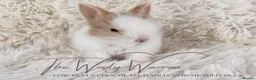 Lionhead rabbits for sale: Fully Vaccinated Lionhead Brothers  - Advert 5