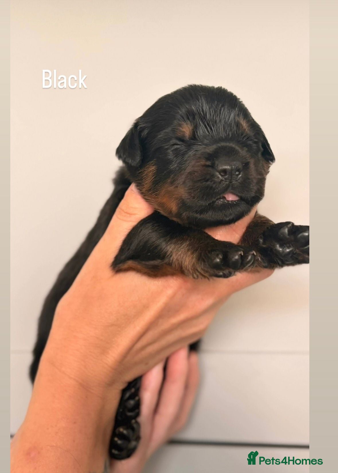 Rottweiler dogs 11 rottweiler puppies looking for forever homes - Advert 2